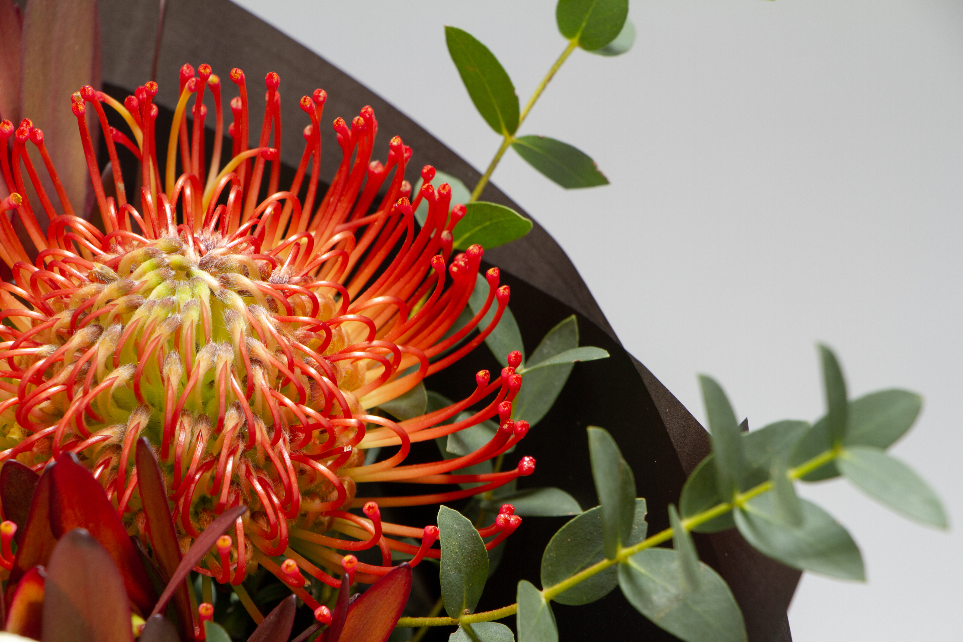 Detail,Closeup,Fresh,Bouquet,Of,Hippeastrum,,Leucospermum,,Leucodendron,,Eucalyptus,On