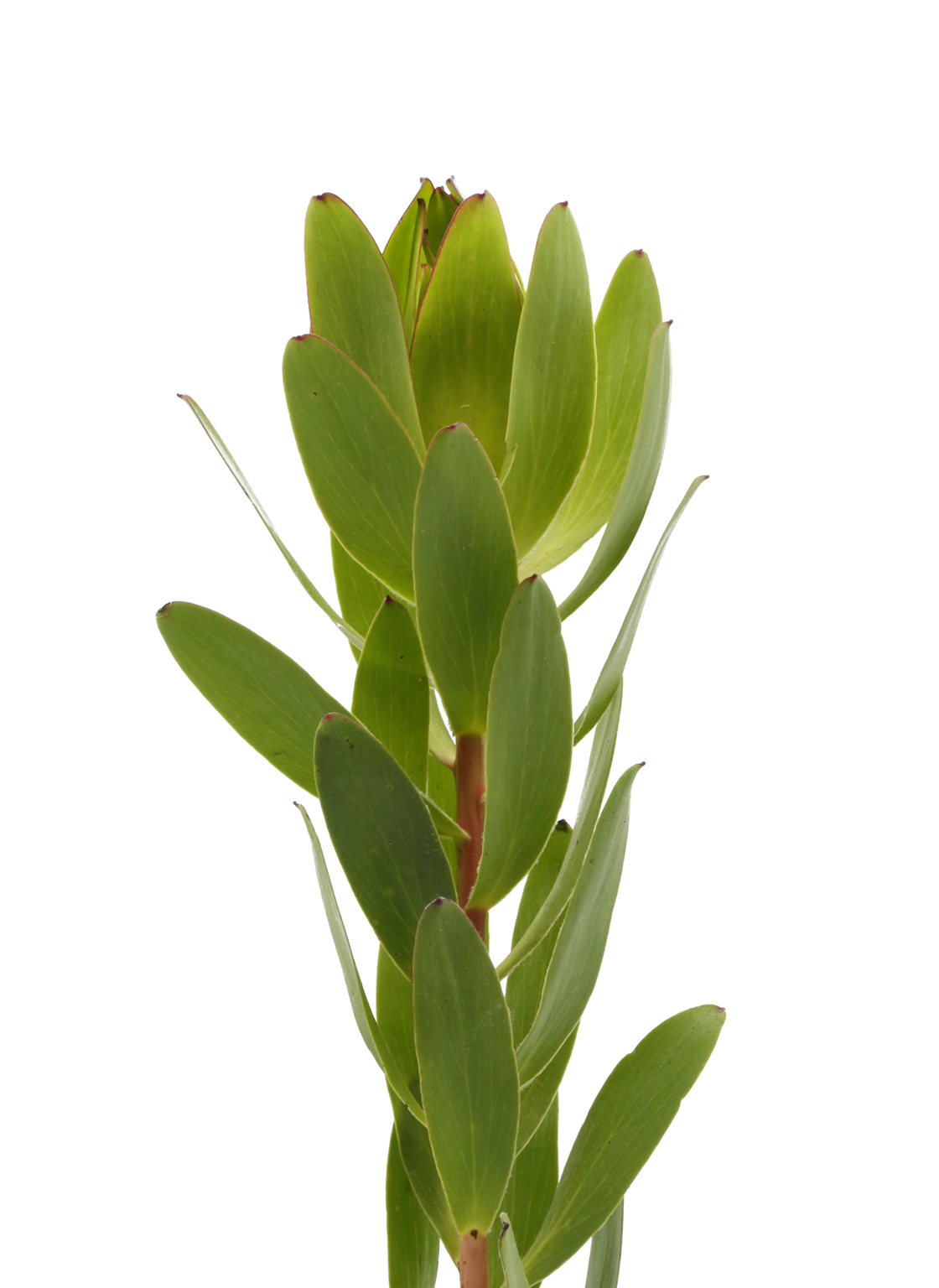 Leucadendron-gold strike