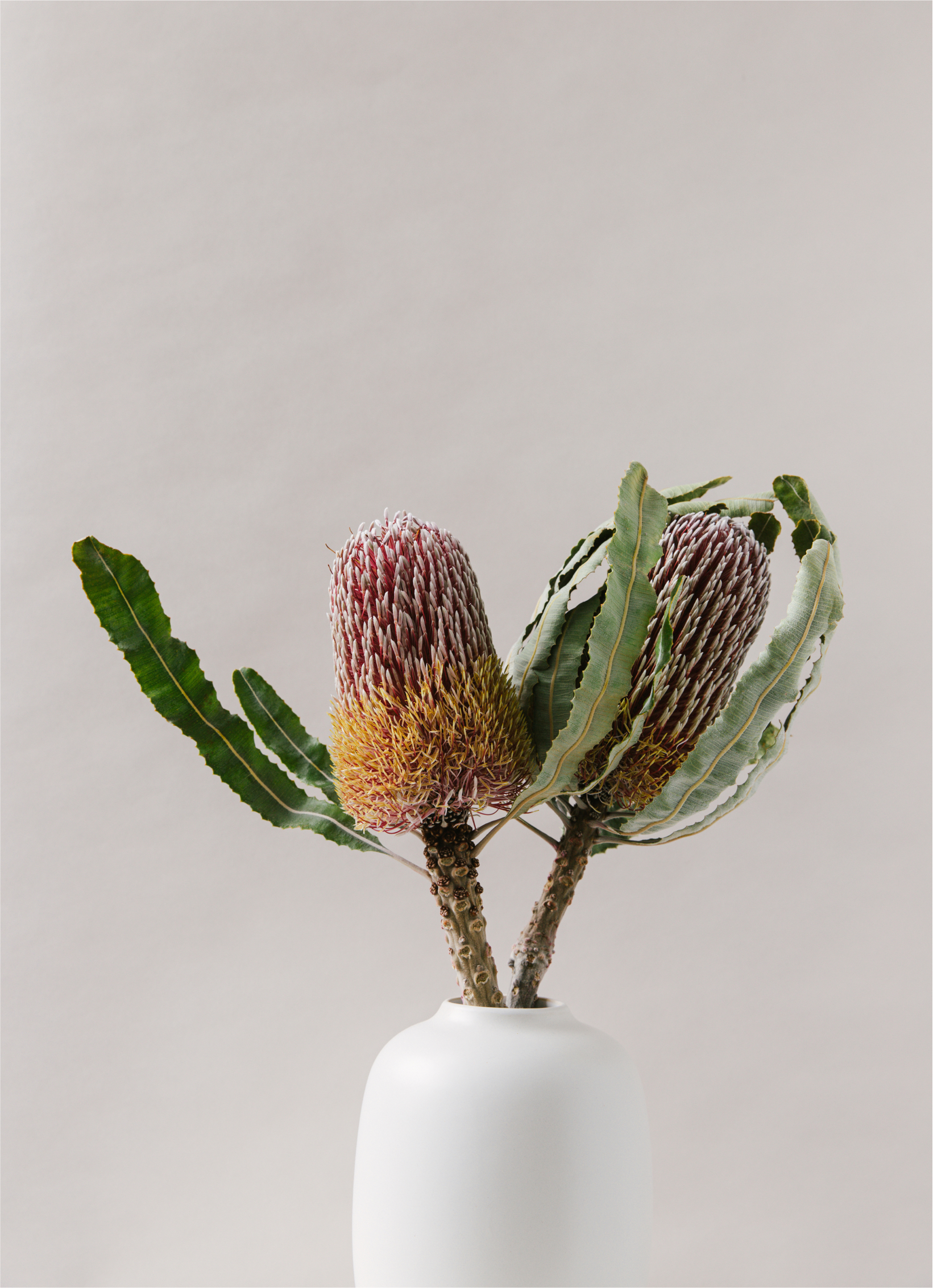 banksia-1