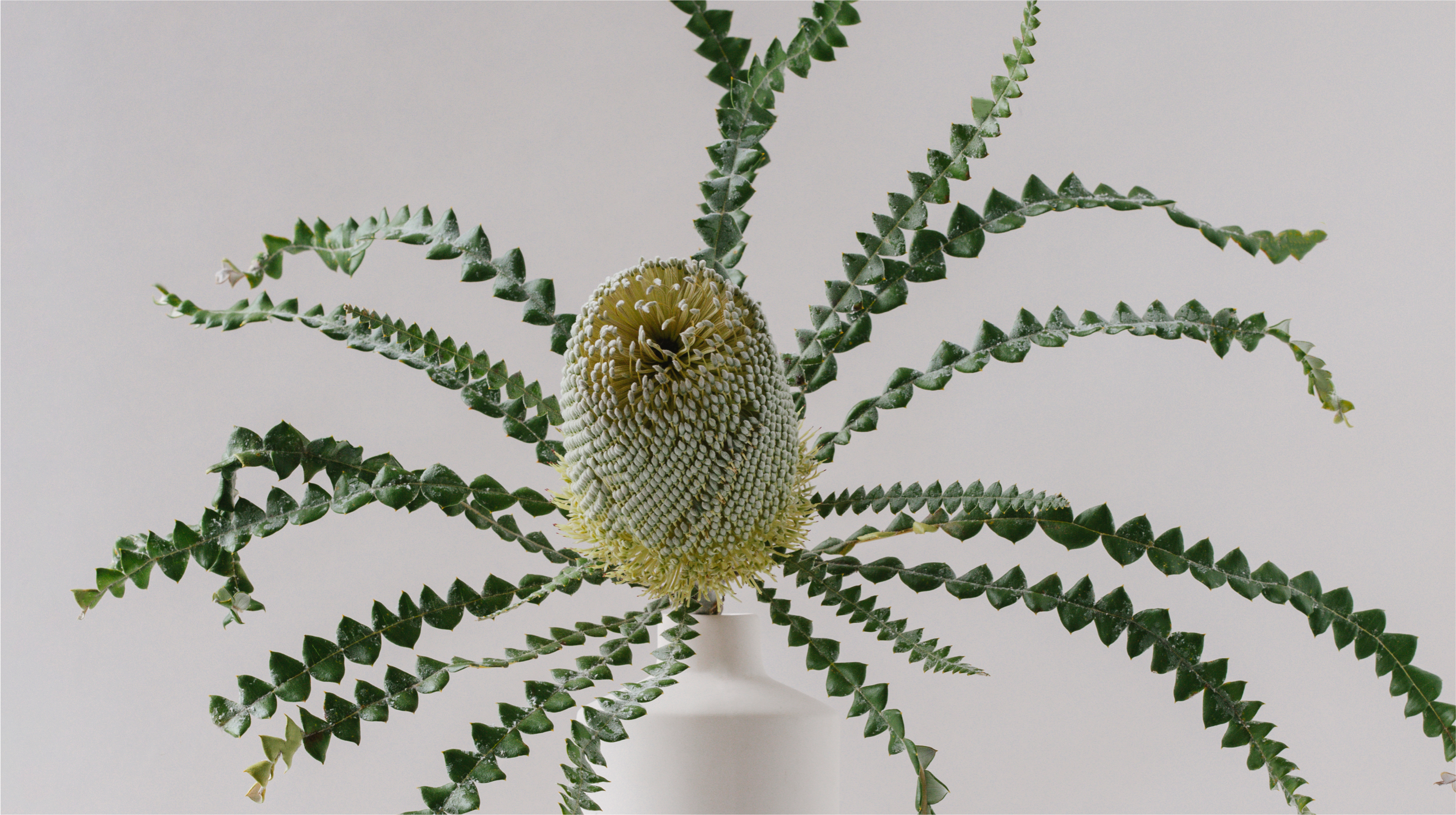 banksia