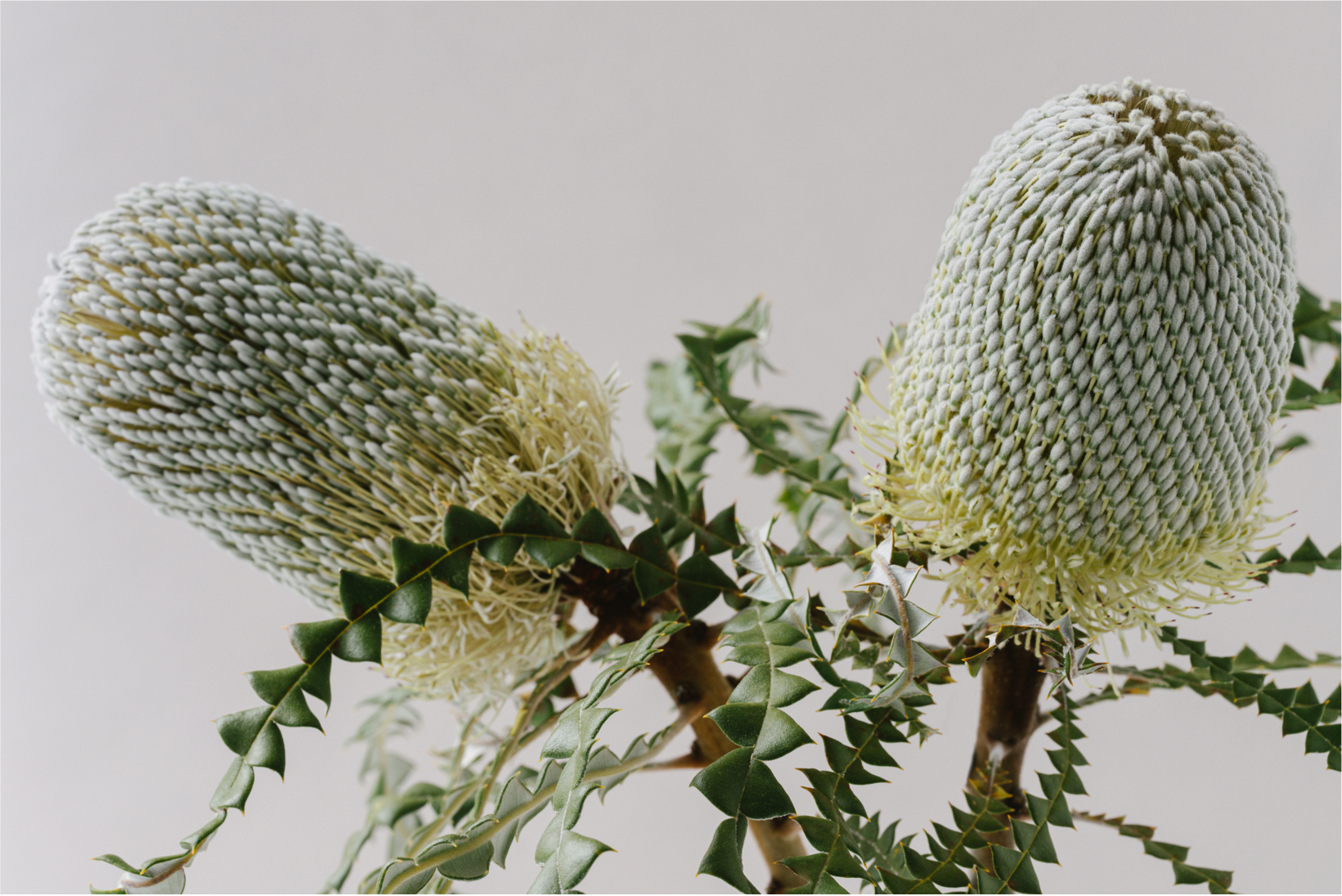 banksia-3