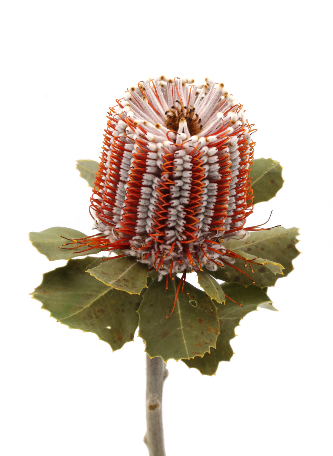 banksia-coccinea