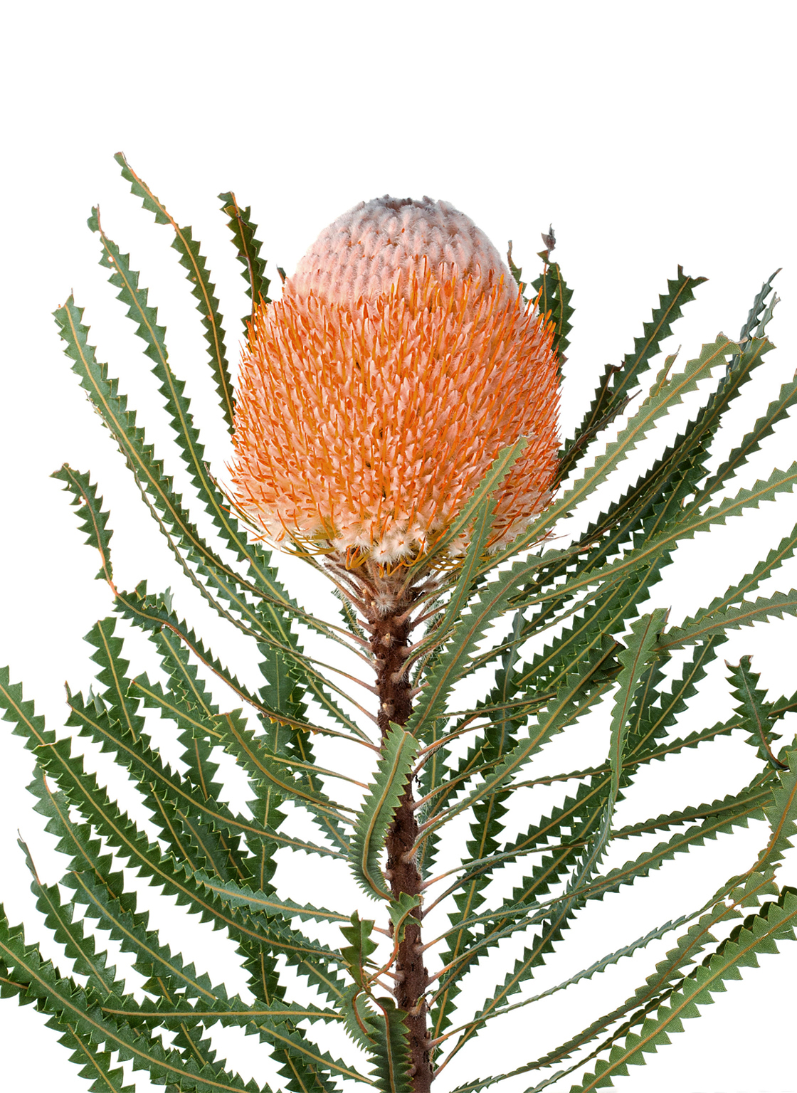 Hooker's Banksia (Banksia hookeriana), Western Australia. meetyourneighbours.net project