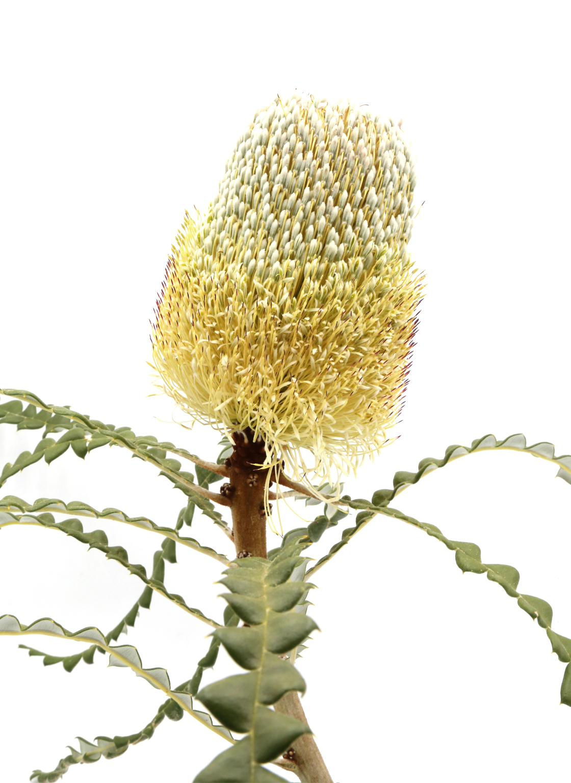 banksia-speciosa