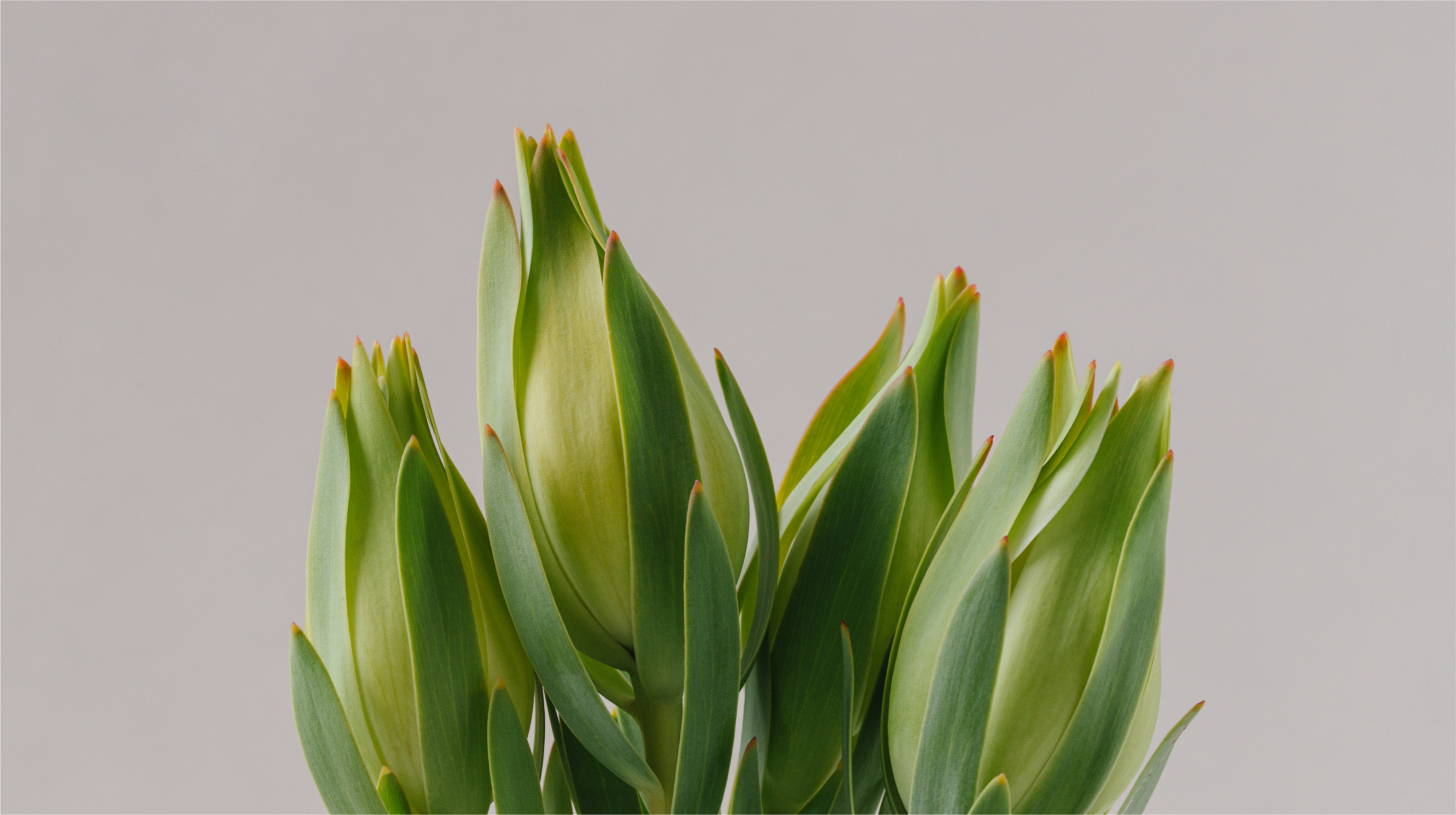 leucadendron