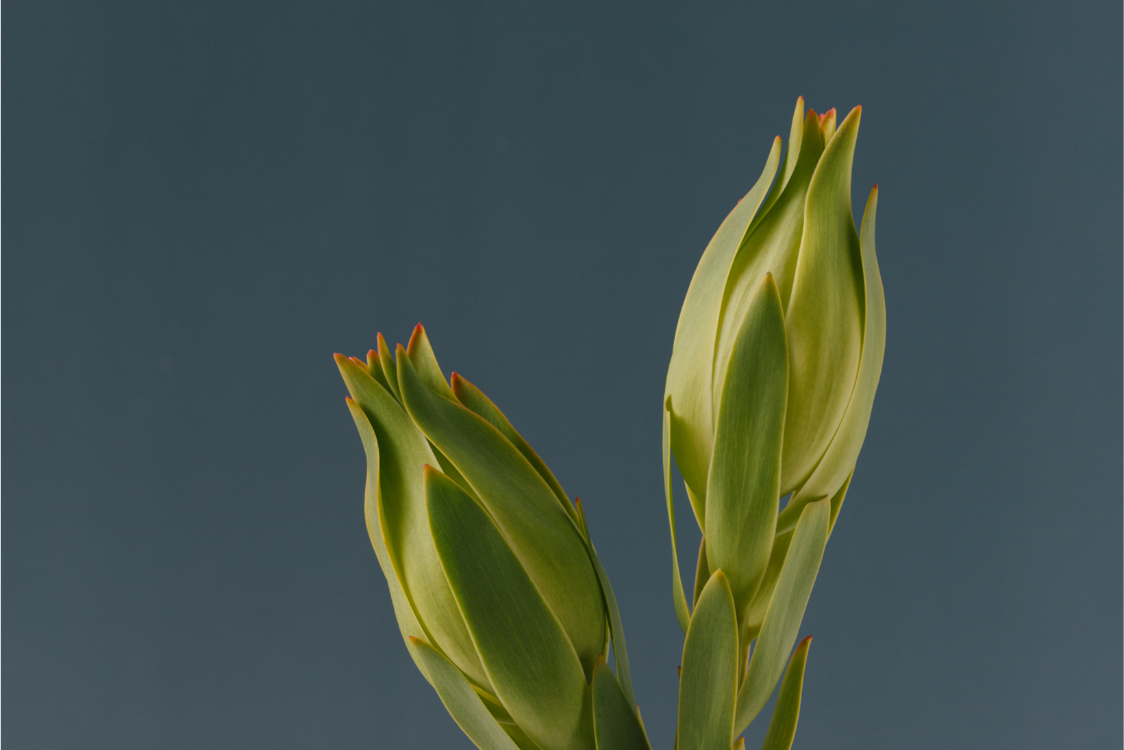 leucadendron-2