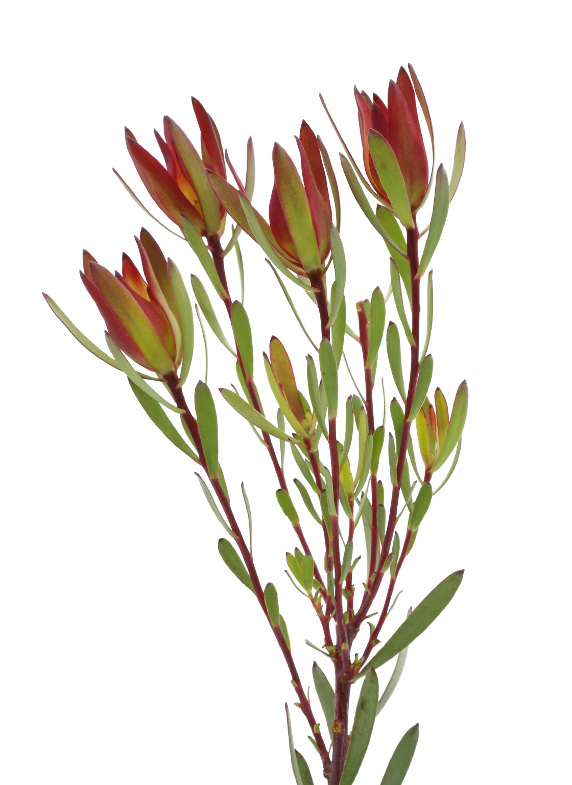 leucadendron-bush spray