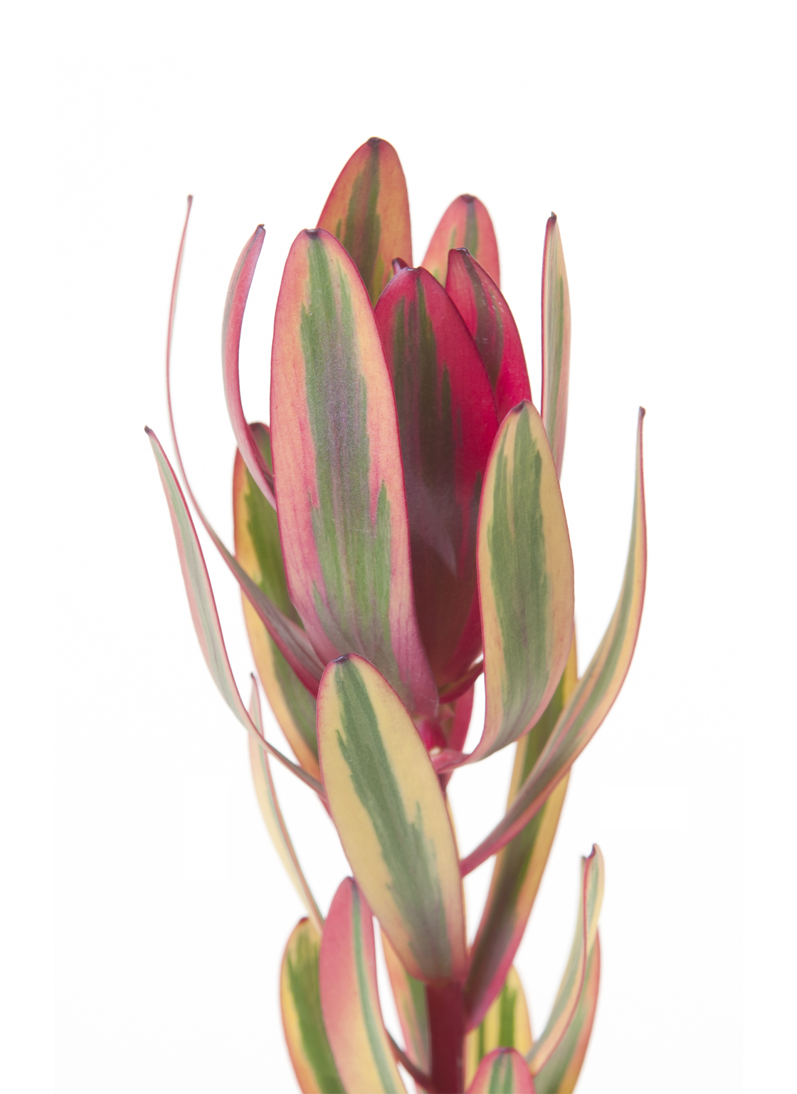 Leucadendron,Jester