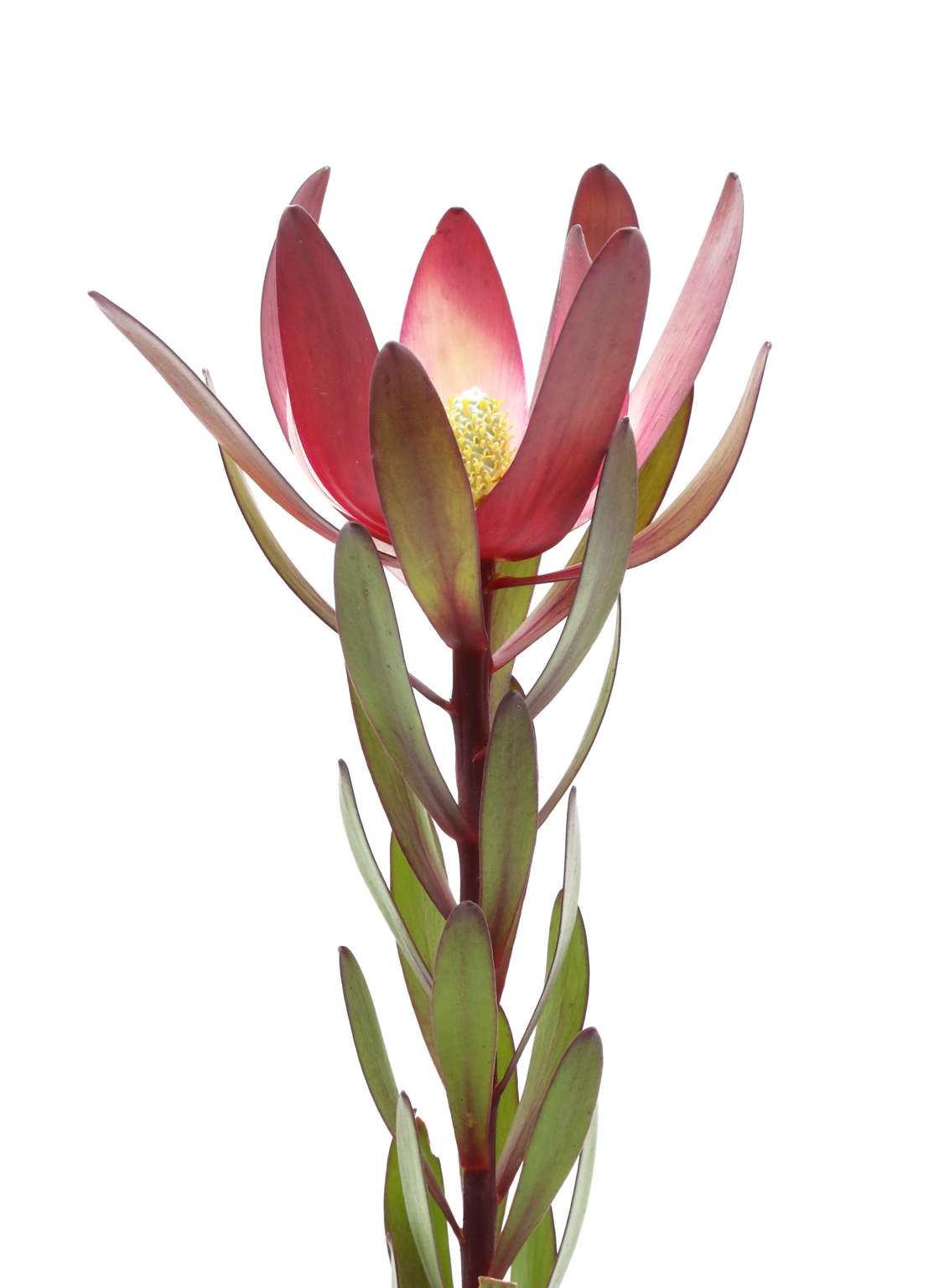 leucadendron-safari sunset