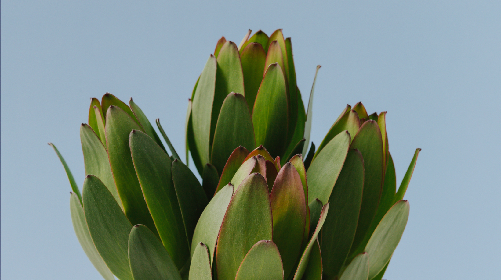 leucadendron