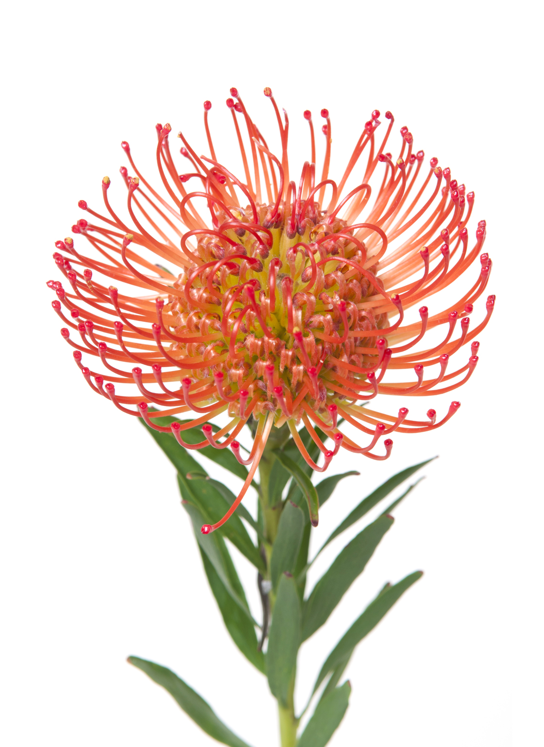 Leucospermum,Cordifolium,Succession