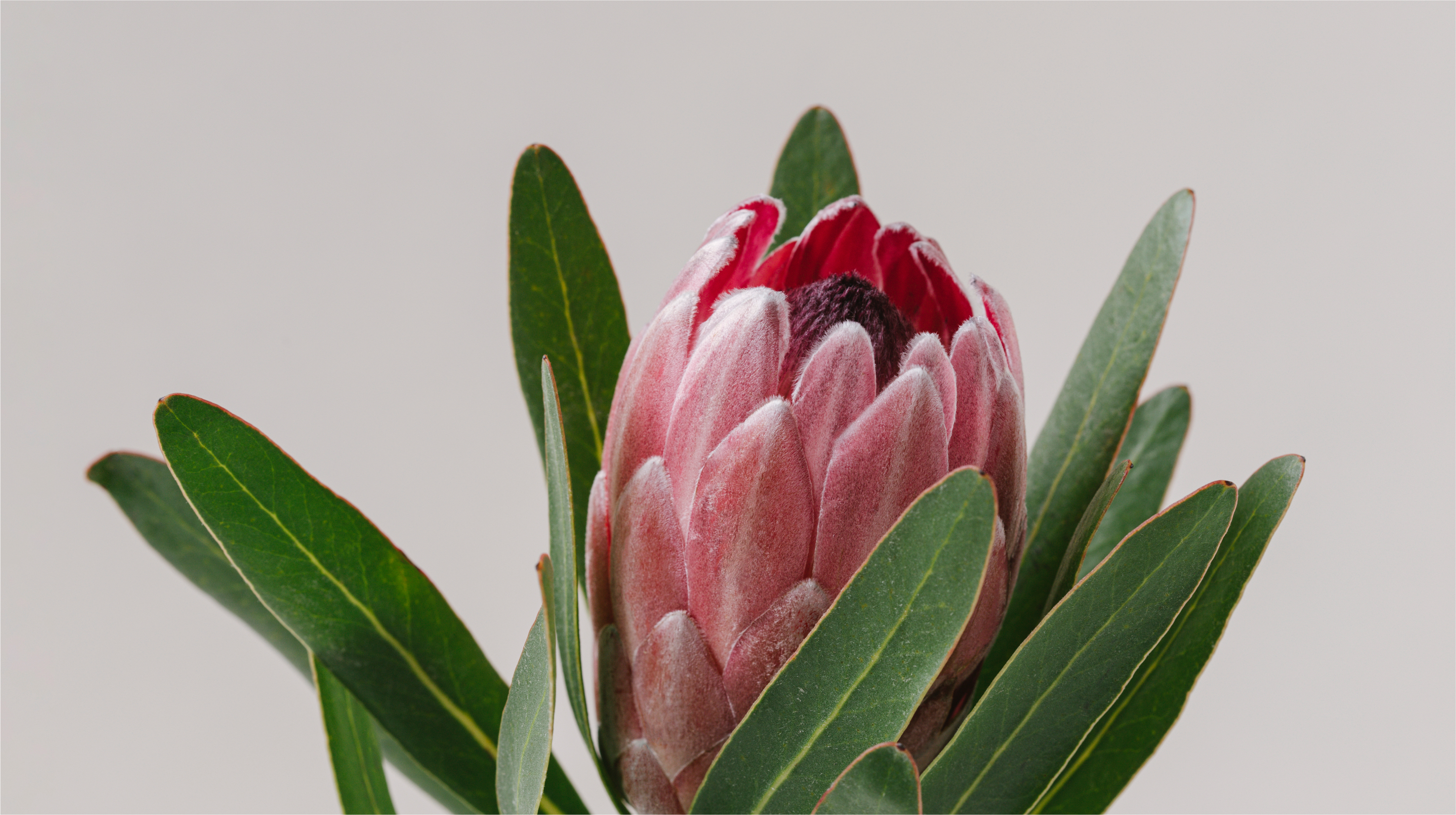 protea