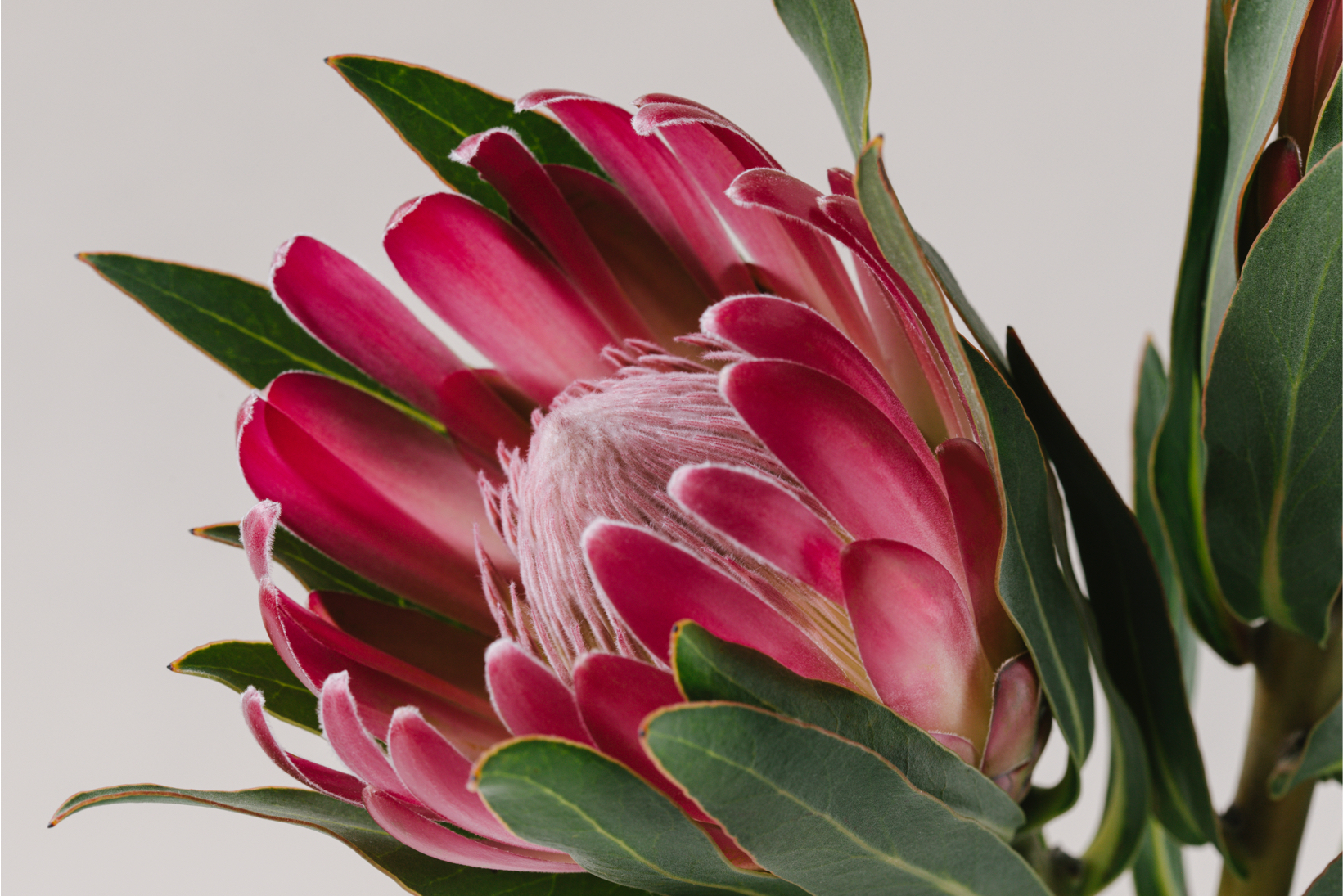 Protea Archives - Odilia Flowers