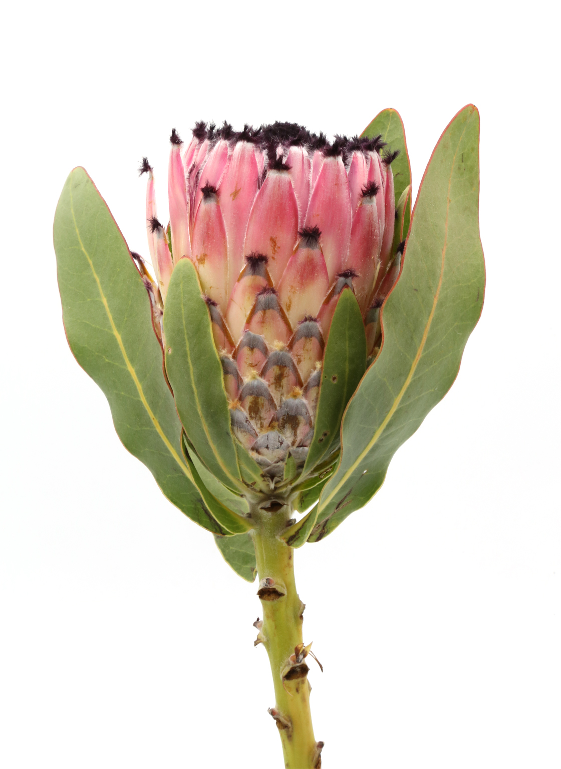 protea-barbigera