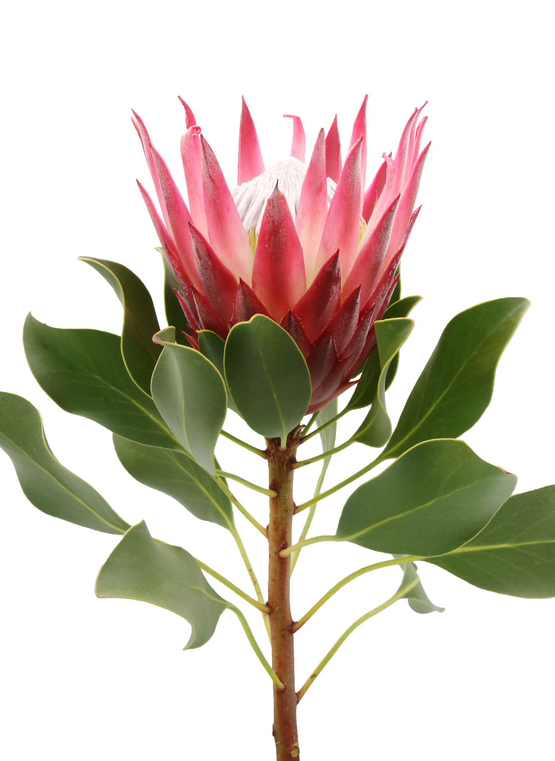 protea-cynaroides