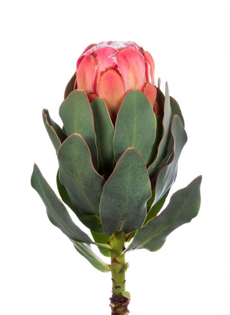 Protea Grandiceps Odilia Flowers