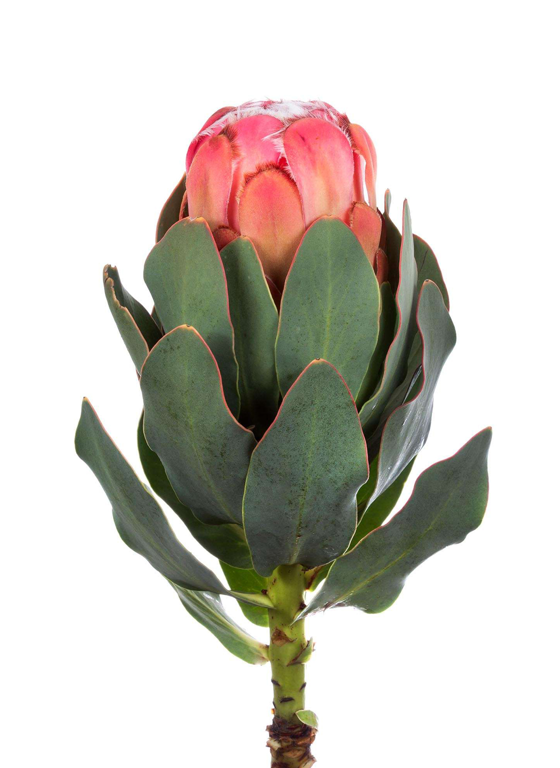 protea-grandiceps