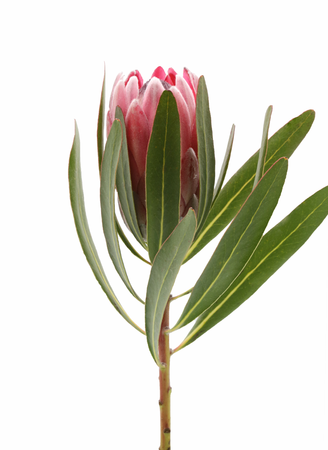 protea-pink ice