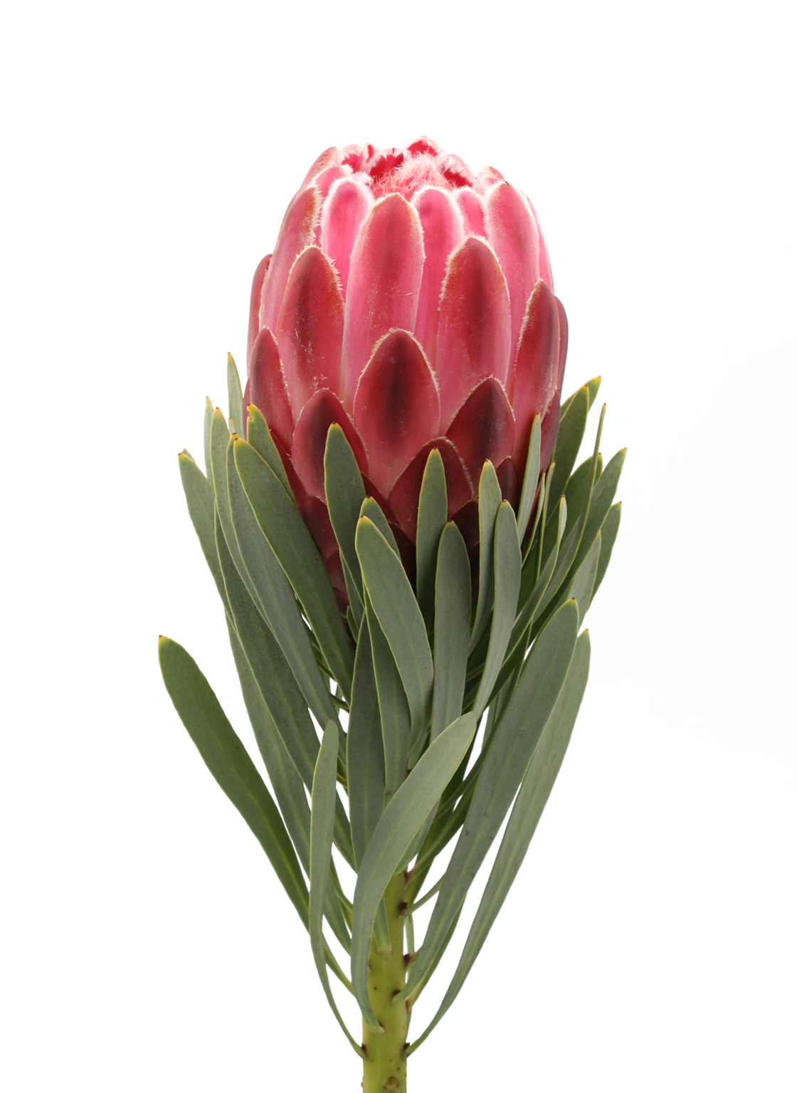 protea-venus