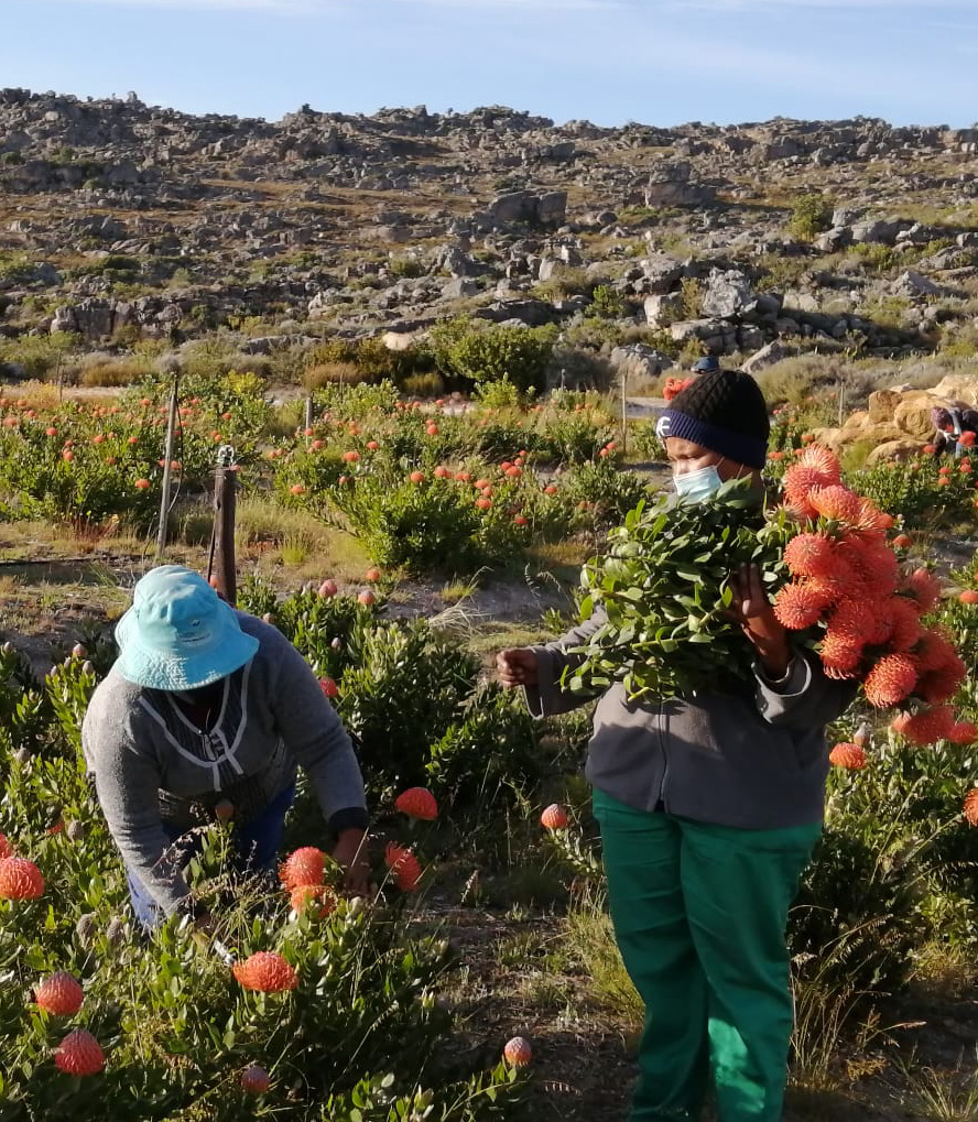 Berghoff farms workers