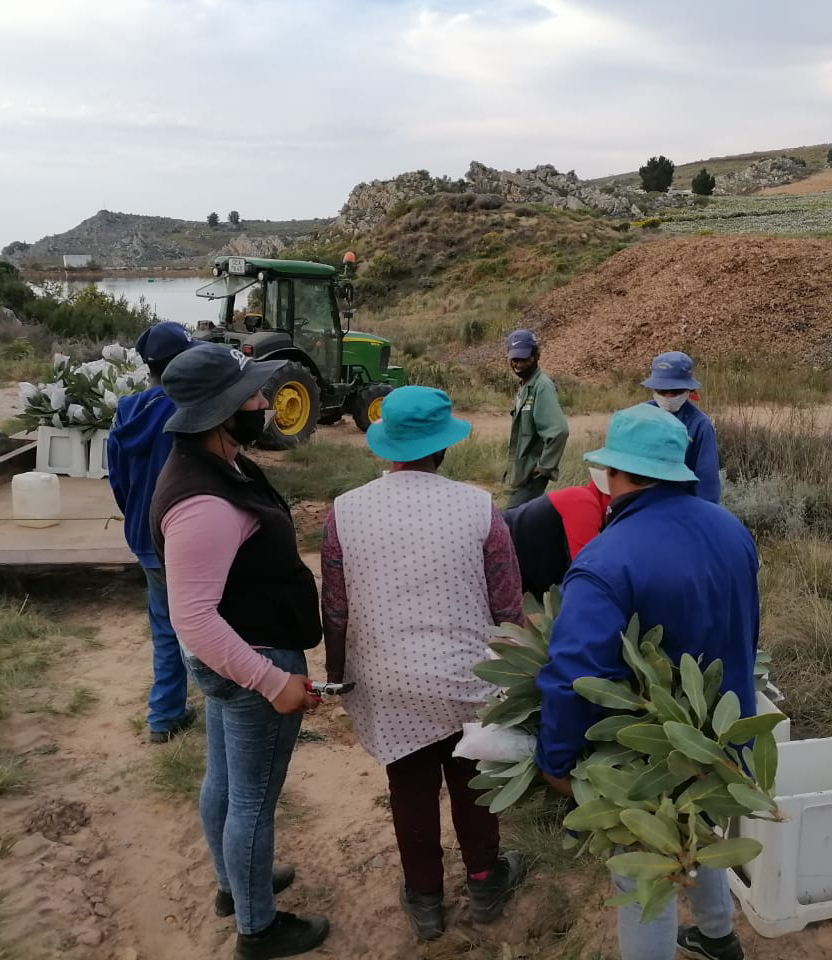 Picking proteas on willowgreen